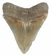 Serrated, Megalodon Tooth - South Carolina #47483-2
